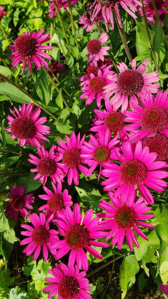 istock Close up of pink coneflowers 1438357071