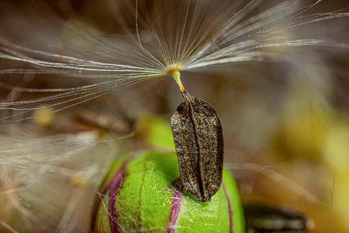 Dandelion seeds taken with macro photography.