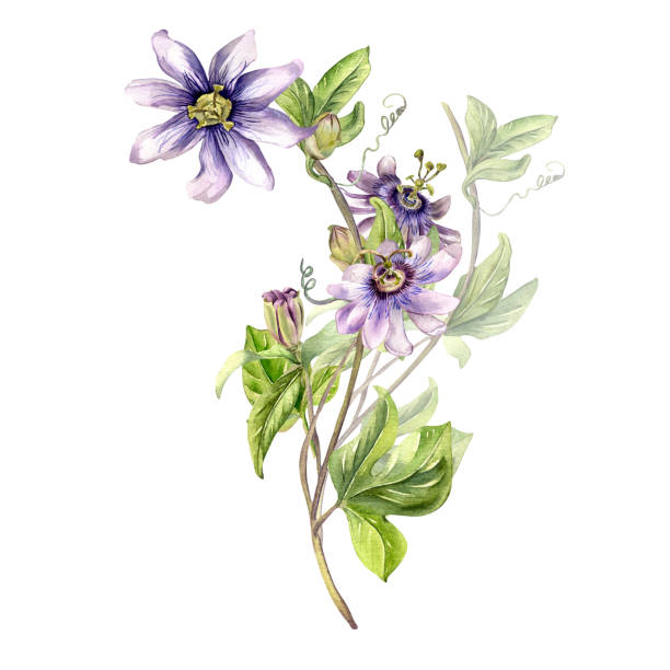 Passion flower plant watercolor illustration isolated on white. Passion flower plant watercolor illustration isolated on white. Blue tropical plant, stem and foliage hand drawn. Design element for wrapping, menu, market, herbal tea, ice-cream, stickers, tableware. passion fruit flower stock illustrations