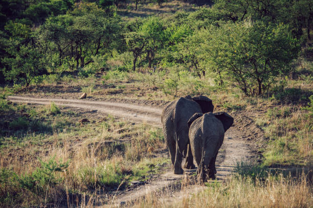 caminhada de elefantes - safari animals elephant rear end animal nose - fotografias e filmes do acervo