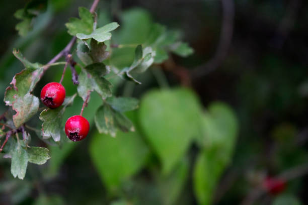 istock hawthorn plant in the foreground 1438358056