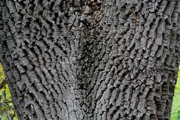 texture en gros plan de l’écorce d’arbre avec motifs - bark elm tree oak tree wood photos et images de collection