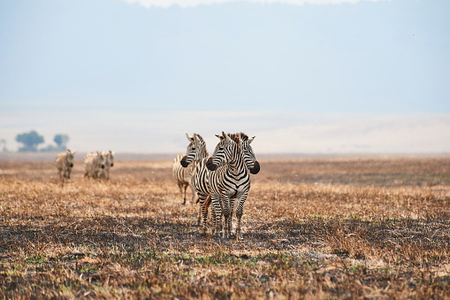 Safari in Ngorongoro Crater