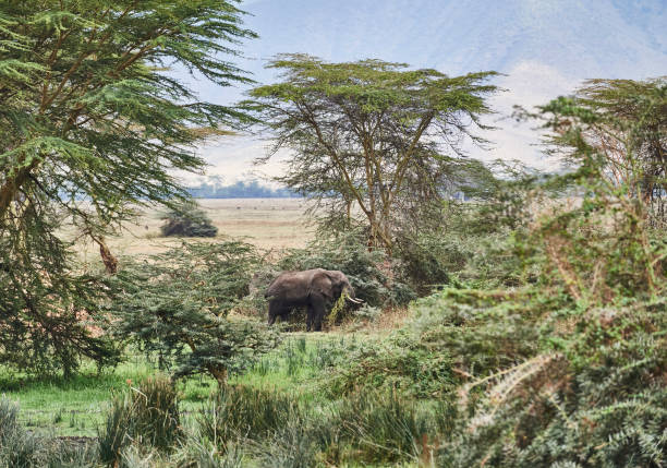 istock Elephant in Tanzania 1438358249