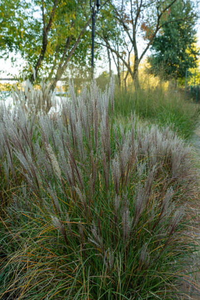 Ornamental grass showing seed heads at the top and grass below
