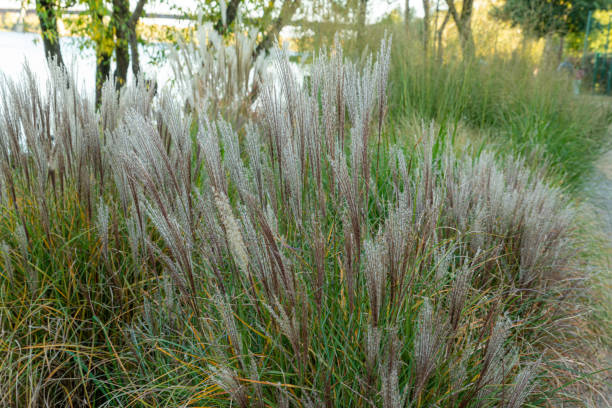 istock Ornamental grass showing seed heads at the top and grass below 1438358352