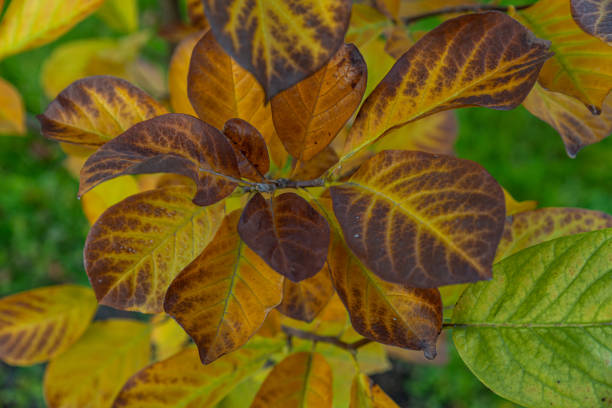 istock Red grape leaves close-up. Bright sunlight. Autumn natural background. 1438358359