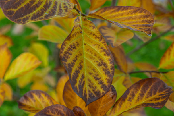 istock Red grape leaves close-up. Bright sunlight. Autumn natural background. 1438358369