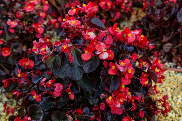 узор из красивой текстуры натуральных красных и розовых цветов бегонии - begonia стоковые фото и изображения