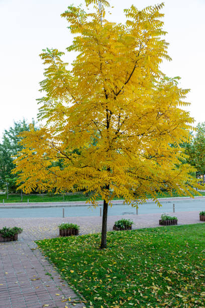 istock Red maple leaves in autumn season with blue sky 1438358410