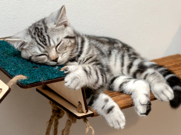 istock A little kitten is sleeping on its shelf. The little kitty is sleeping sweetly. A sleeping cat in a house against a light wall. Purebred British shorthair cat 1438359118