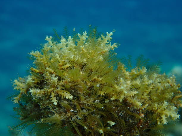istock Hydroid or hydrozoa Aglaophenia octodonta var. undersea, Aegean Sea 1438359309