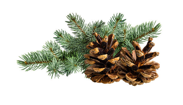 istock Cone and branch of fir-tree on a white 1438359966