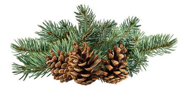 istock Cone and branch of fir-tree on a white 1438360062