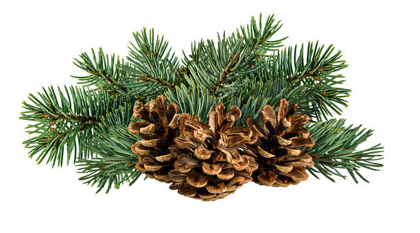 istock Cone and branch of fir-tree on a white 1438360209