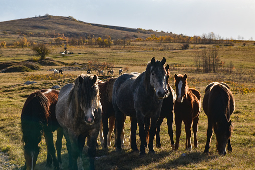 Portrait of a herd of horses with the reflection of the afternoon sun