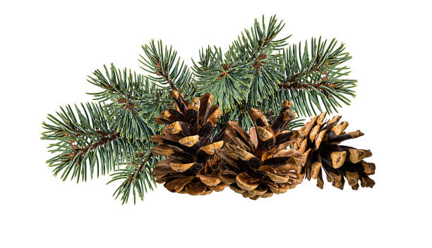 istock Cone and branch of fir-tree on a white 1438360399