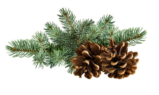 istock Cone and branch of fir-tree on a white 1438360416