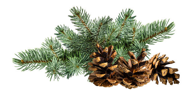 istock Cone and branch of fir-tree on a white 1438360934