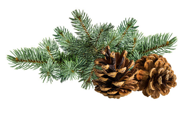 istock Cone and branch of fir-tree on a white 1438361055