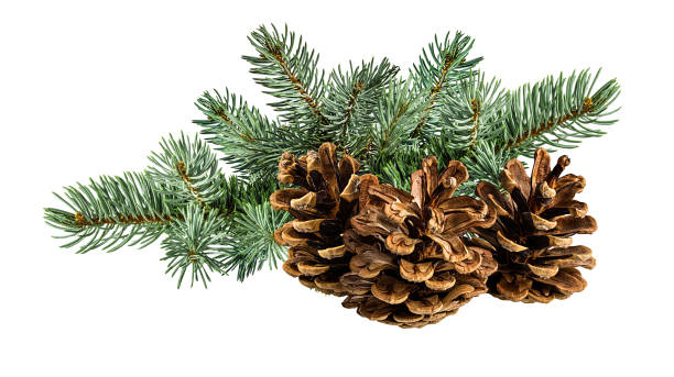 istock Cone and branch of fir-tree on a white 1438361096