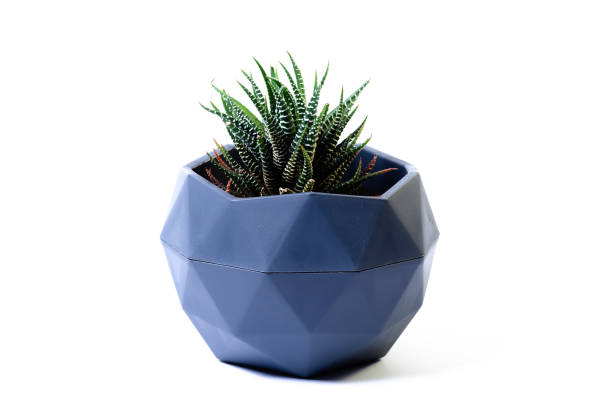 istock potted cactus succulent with water drops 1438362713