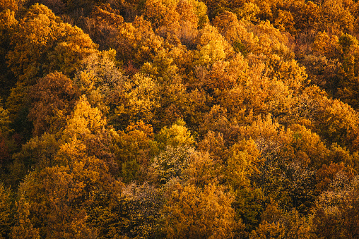 autumn season in the city park, bright sunlight on the yellow leaves of trees, beautiful landscape