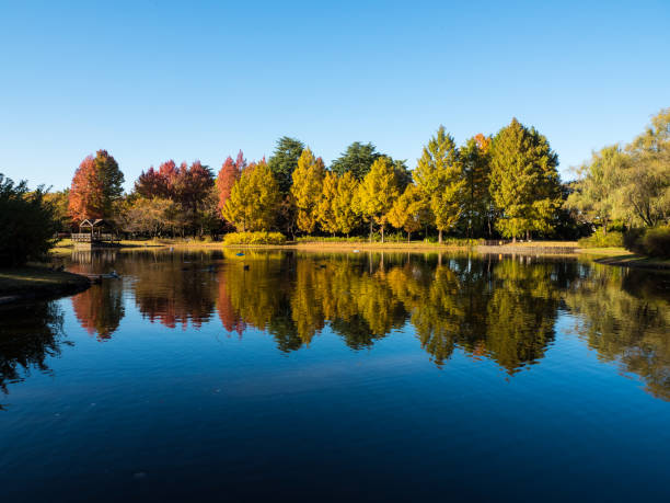 istock Yellow leaves reflected on the water 1438363849