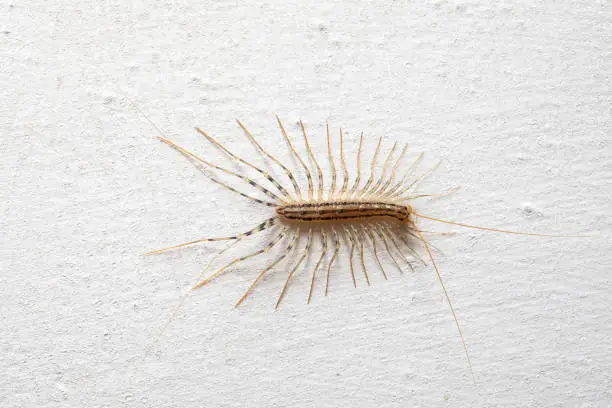 Macro of a Scutigera coleoptrata, a harmless millipede, clinging to a white wall