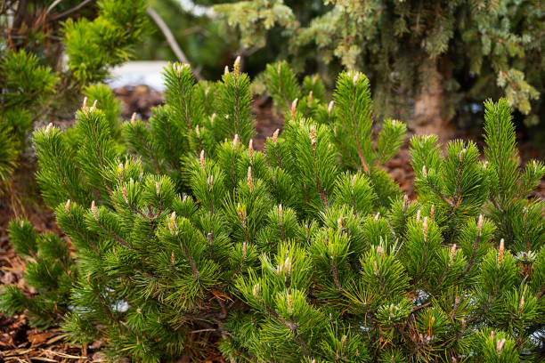 istock Little fir trees covered first snow at park. 1438368689