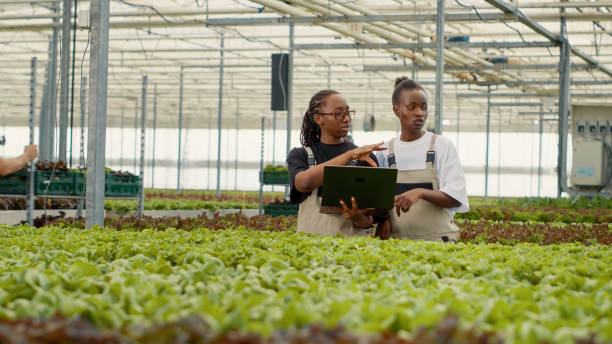 istock Two african american farm workers using laptop to manage online orders for fresh lettuce delivery to local stores 1438368959