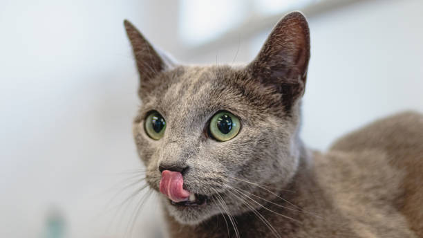 istock Cat grooming and brushing by professional groomer close up 1438370141