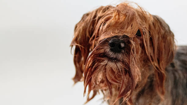 istock Yorkshire terrier grooming and brushing at home by groomer 1438370153