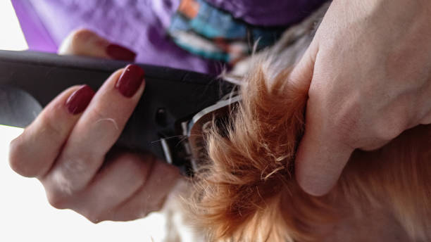 istock Yorkshire terrier grooming and brushing at home by groomer 1438370244