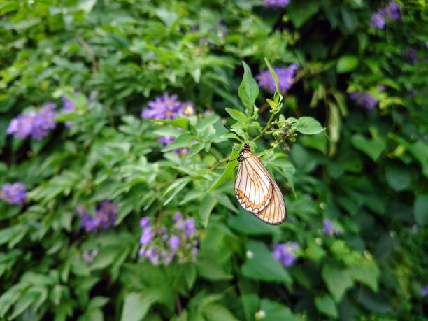 istock Butterfly on wild purple flowers 1438370492
