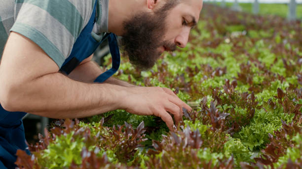 istock Selective focus on organic farm worker inspecting bio lettuce sprouts for best quality crops doing quality control 1438370766