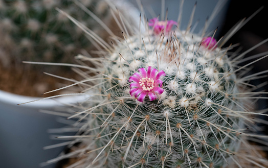 Close up  Close up Mammillaria geminispina  with flower, desert plant with flower, desert plant