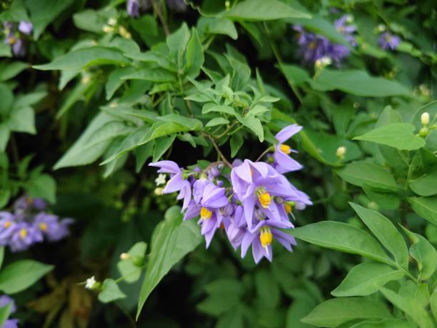 istock Wild flowers on Cat Ba Island 1438371357