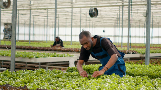istock African american organic vegetables picker doing quality control for green plants in greenhouse inspecting leaves for damage 1438371468