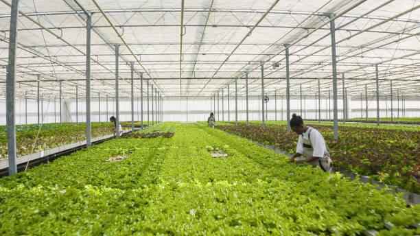 istock Vegetables pickers working hard growing organic food in hydroponic enviroment doing quality control 1438372139
