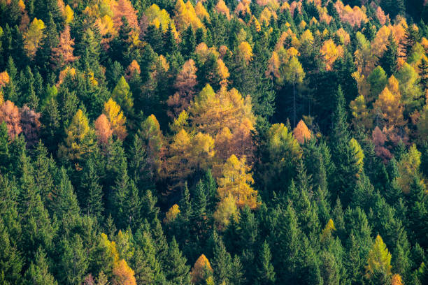 istock Nature Reserve, Alpine Forest Landscape 1438372721