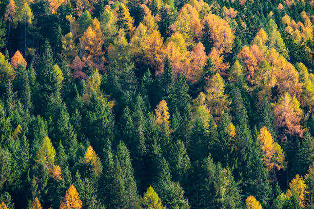 istock Nature Reserve, Alpine Forest Landscape 1438372857