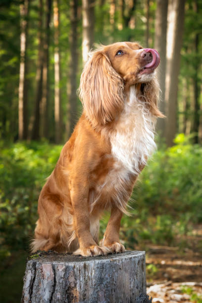istock Golden tan and white working cocker spaniel portrait up close in a forest posing on a tree stump with a tongue out looking away 1438373544