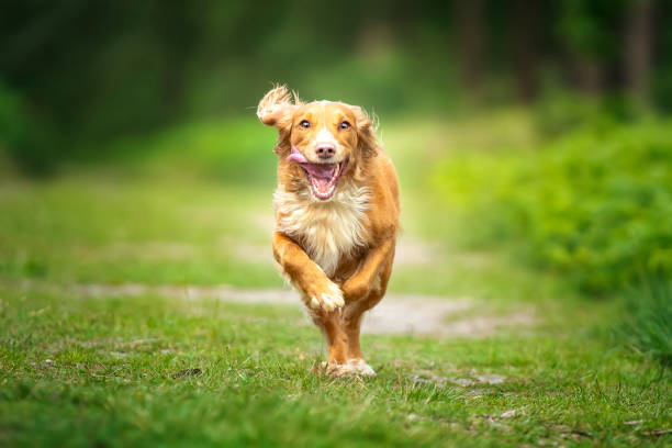 istock Golden tan and white working cocker spaniel on a run in a very green forest 1438373561