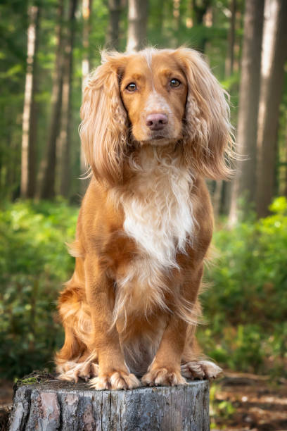 istock Golden tan and white working cocker spaniel portrait up close in a forest posing on a tree stump and looking directly at the camera 1438373582