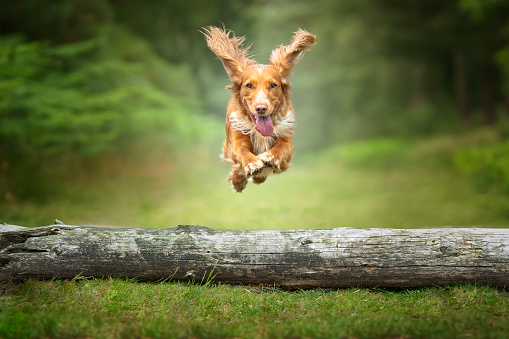 Golden tan and white working cocker spaniel jumping over a fallen tree log.  She is flying high, all paws visible, ears flapping high, tongue out, and looking directly at the camera.  Strong action image.