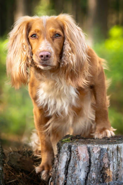 istock Curious Golden tan and white working cocker spaniel portrait up close in a forest 1438373661