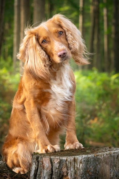 istock Golden tan and white working cocker spaniel portrait up close in a forest posing on a tree stump with a head tilt left 1438374202