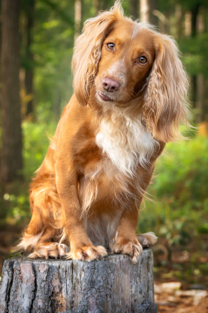 istock Golden tan and white working cocker spaniel portrait up close in a forest posing on a tree stump with a head tilt right 1438374222