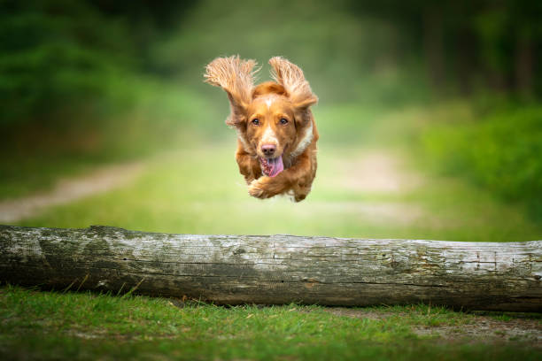 istock Golden tan and white working cocker spaniel flying and jumping over a fallen tree log. 1438374287
